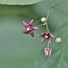 里山の花 クサナギオゴケ他