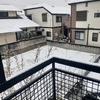 ３．８（金・曇り晴）春の雪。五百旗頭さん急逝。参院予算委、腐り顔の面々。