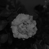 バラの花