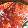 身近な所で･･･紅葉♪