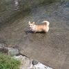 寄ドッグラン　親戚犬さんと