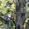 Squirrels in My Backyard