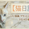 3月14日　早く整えてよ　ワンプッシュ猫ブラシの魅力