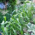 今年いまいちだった野菜は？トウモロコシに、カボチャに・・・