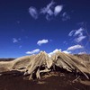 　人心地　1月 27日