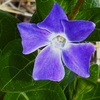 ツルニチニチソウの花