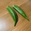 オクラ収穫したけど…固すぎた。