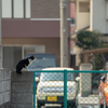 近隣港のねこさん