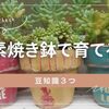 多肉植物に最適な鉢とは？失敗しない「鉢選び」の完全ガイド