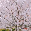 満開の桜。