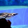 すみだ水族館で泳ぐペンギンを撮るコツを探る