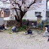 ４月６日朝９時から　広場の草取りを行いました【三九会】