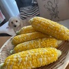 とうもろこし🌽