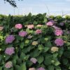 みなとの見える丘公園の紫陽花他