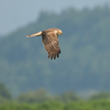 東北の北部へ鳥を見に行った日記（２０２２　０６１９ー２０）その３。最終回。