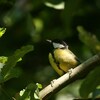 スコットランドのシジュウカラ(Great Tit)