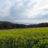 淡路島　あわじ花さじきの菜の花とランチ