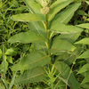 なけなしの材料で蕎麦、Milkweedを抜かないで