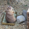 ひらパー散歩　動物がかわいい