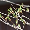 ヤマボウシの芽吹き