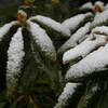 雪降り、底冷えの一日でした。