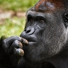 ゴリラーなら常識！知られていないゴリラの面白い雑学【ざっくり解説】