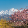 河津桜と立山連峰