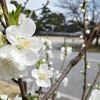 京都御苑の桃2020 見頃と開花状況を写真と動画で紹介！