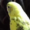 わがインコ「もとしんこ」から見たゲーム実況者の実態とは！？