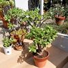 植木鉢の土替え