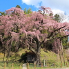 日本三大桜・三春滝桜の子孫、福島県の「滝桜ファミリー」13選