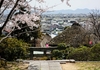 つつじの名所は桜も見事！【国鉾神社】＠早島町