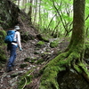 夏至に入る加持ヶ峰遊山　山法師