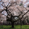 京都御所近衛邸跡糸枝垂桜花見宴会