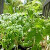 野菜の植え付け