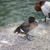 親水公園の水鳥