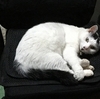 あららっ！マロ子ちゃん抗争ですかっ？