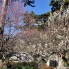 熱海で梅と桜を満喫！｜熱海梅園梅まつり＆あたみ桜