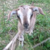 がんばれ小麦ちゃん！