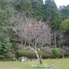 おおらかな性格になりたいのですが…＆庭の花