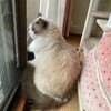 今日はよく甘えたふくちゃん