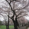 横河グランド脇の桜（東京都武蔵野市）