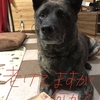 甲斐犬と姉の白髪問題。