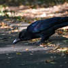 紅葉の進む中、身近な鳥たちと