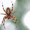 8 Most Incredible & Creepy facts about Spiders!