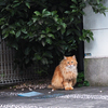 【ねこ写真】　気品のあるネコさん