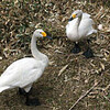 ハクチョウ夫婦、ひな誕生心待ち　酒田・飯森山公園