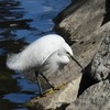 懐かしい公園で小鳥・水鳥に会う