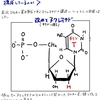 ヌクレオチドはどのようにしてDNA鎖を構成するのか　ーホスホジエステル結合ー