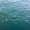 魚よりも人の数の方が多いんでないかい？！ゴールデンウィークの釣り。#アジング　#アジ釣り